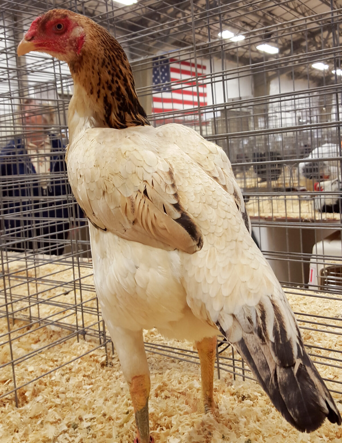shamo hen for sale