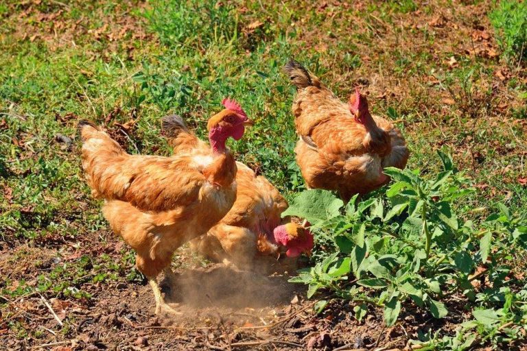 turken chickens for sale - Image 2