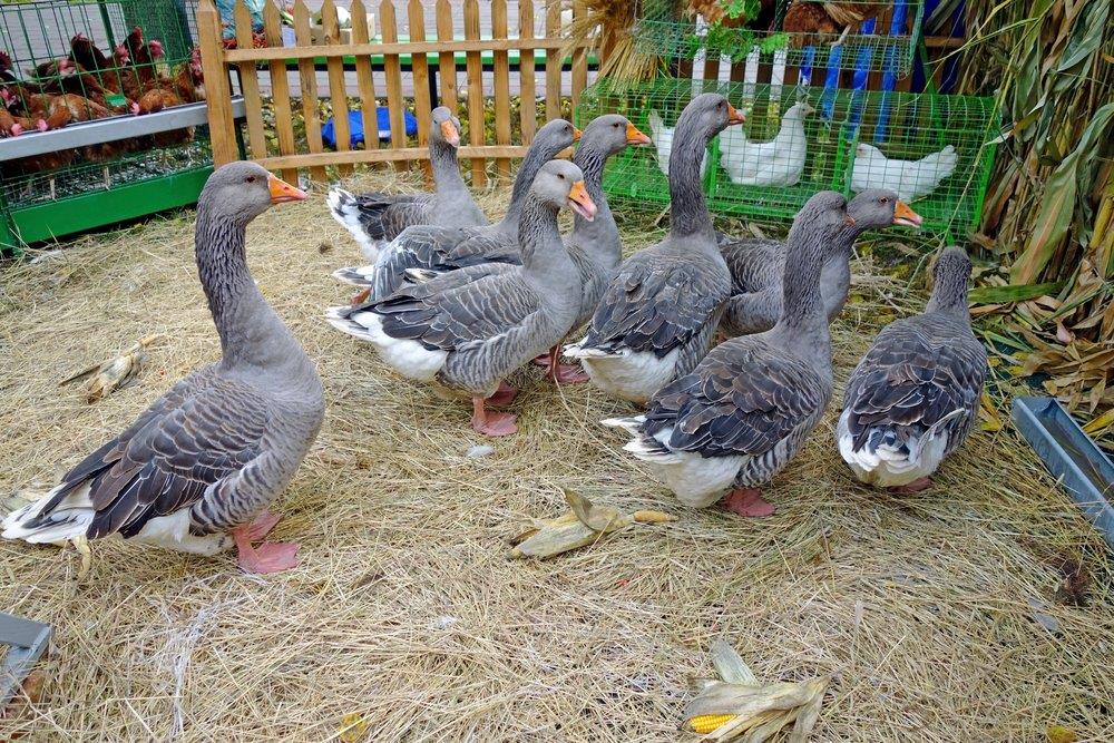 14-Month-Old Toulouse Gander for Sale - Image 4
