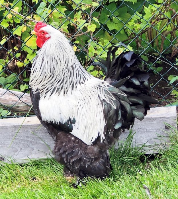 giant brahma chicken for sale - Image 2