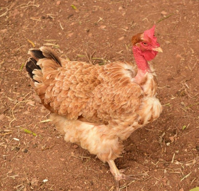 turken chickens for sale