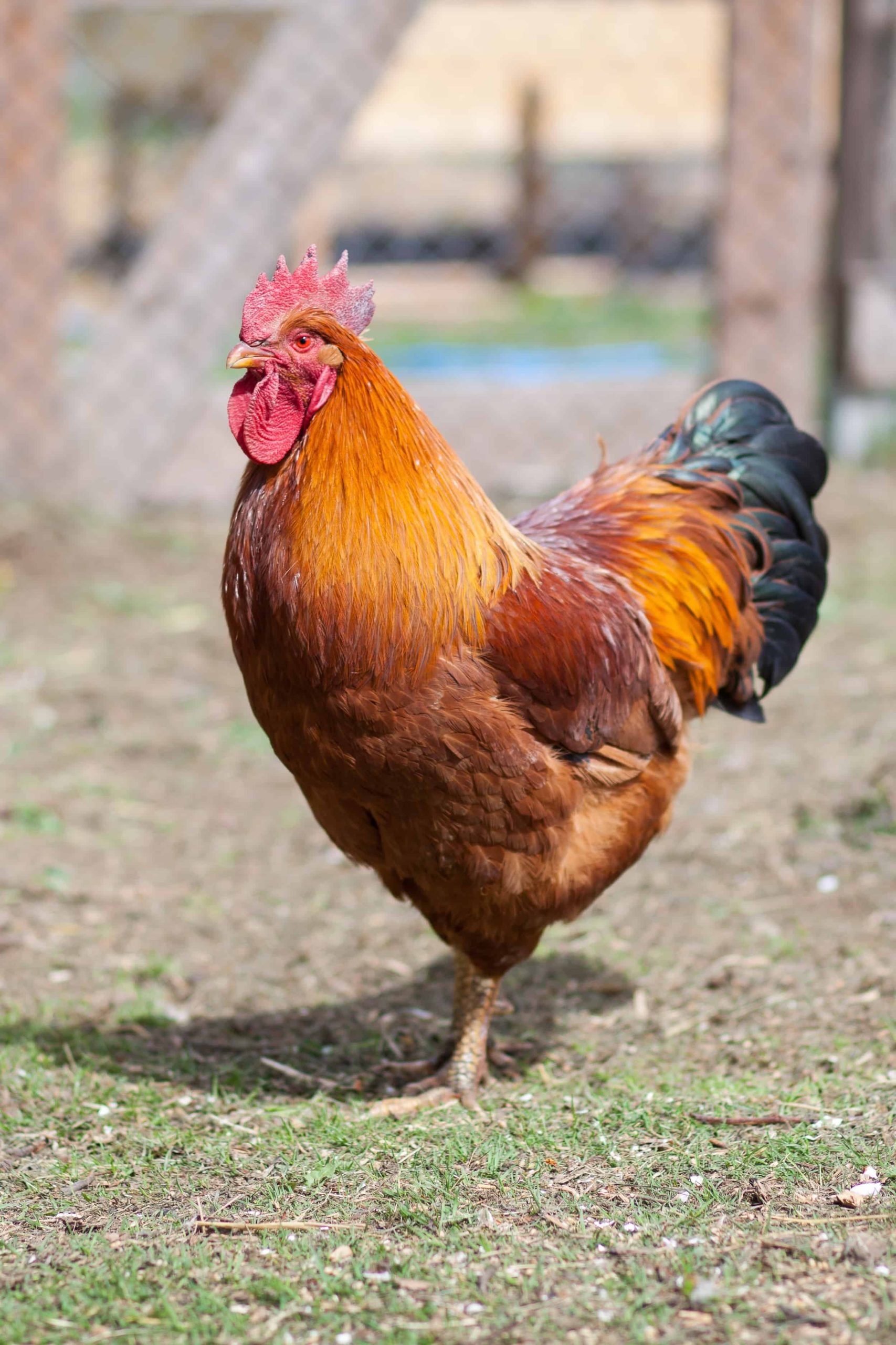 new hampshire rooster
