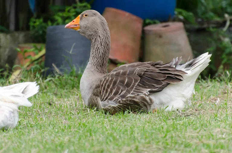 14-Month-Old Toulouse Gander for Sale - Image 2