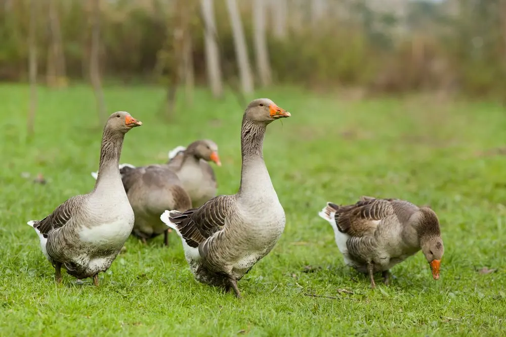 14-Month-Old Toulouse Gander for Sale - Image 3
