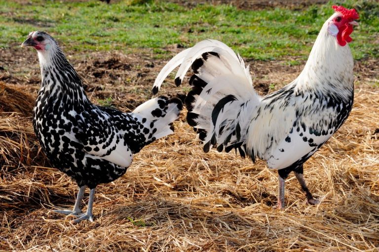 silver spangled hamburg for sale - Image 4