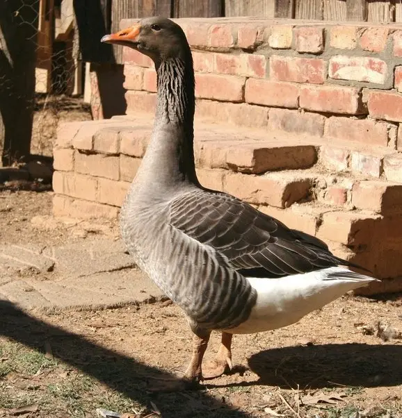 14-Month-Old Toulouse Gander for Sale - Image 5