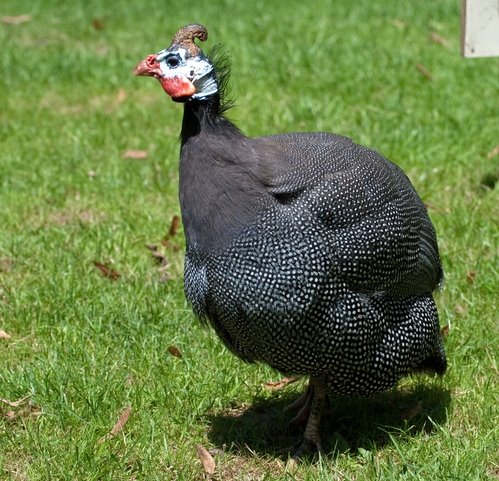 pearl grey guinea fowl for sale - Image 2