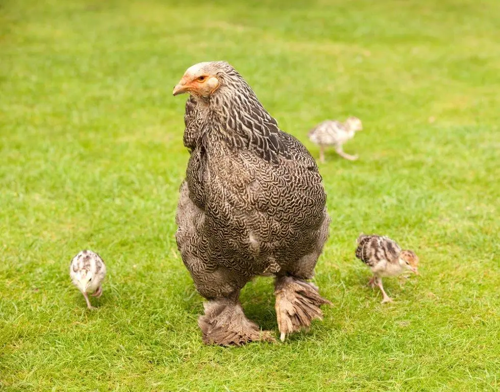 giant brahma chicken for sale - Image 6