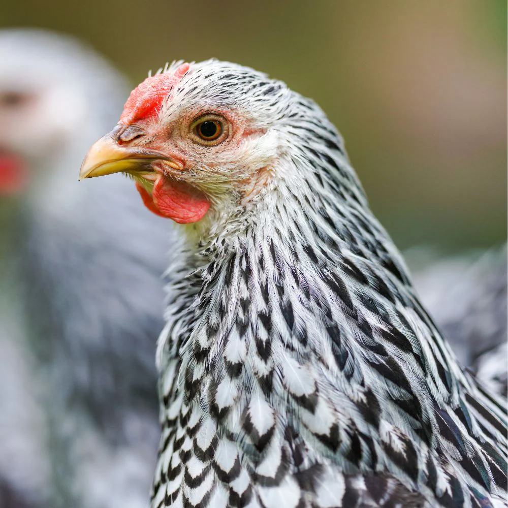 Silver Laced Wyandotte laying hens - Image 2
