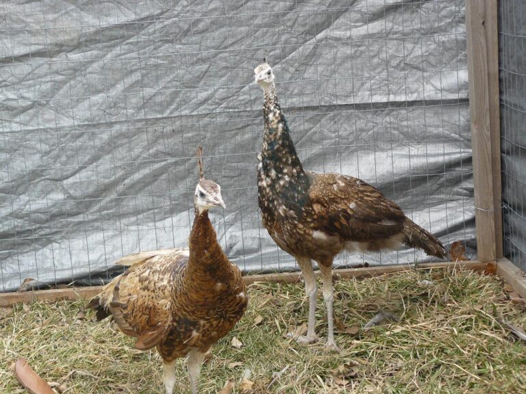 Spalding Purple Black Shoulder Peafowl Pair - Image 2