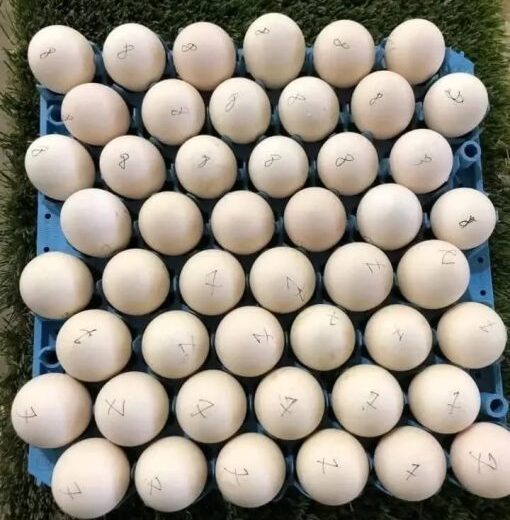 fertile Spangle hatching eggs for sale