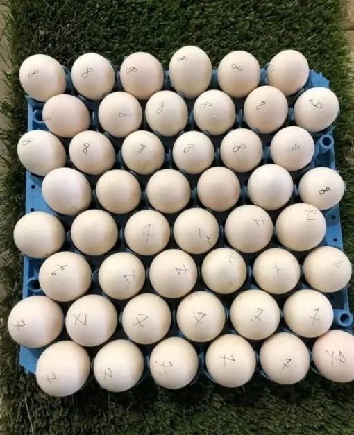 fertile Spangle hatching eggs for sale