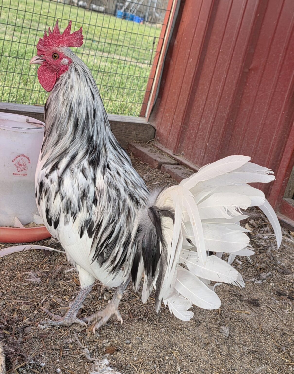splash old english gamefowl for sale