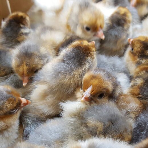 Red Laced Gold Wyandotte day old chicks