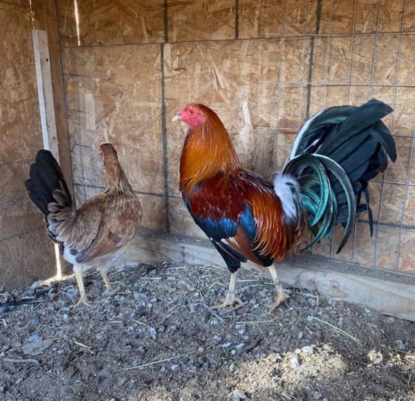 Sweater Brood Pair - Image 2