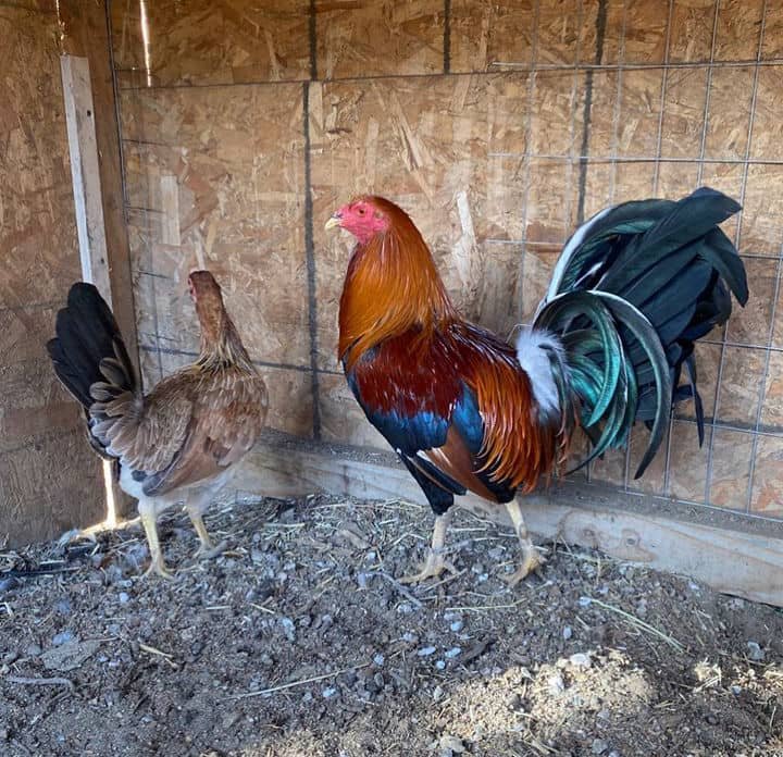 Sweater Brood Pair