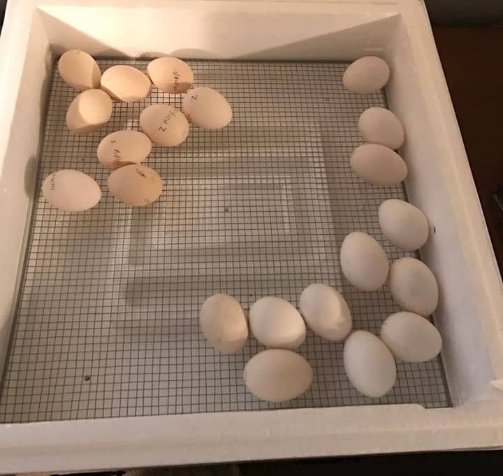 fertile Warhorse Gamefowl Hatching Eggs