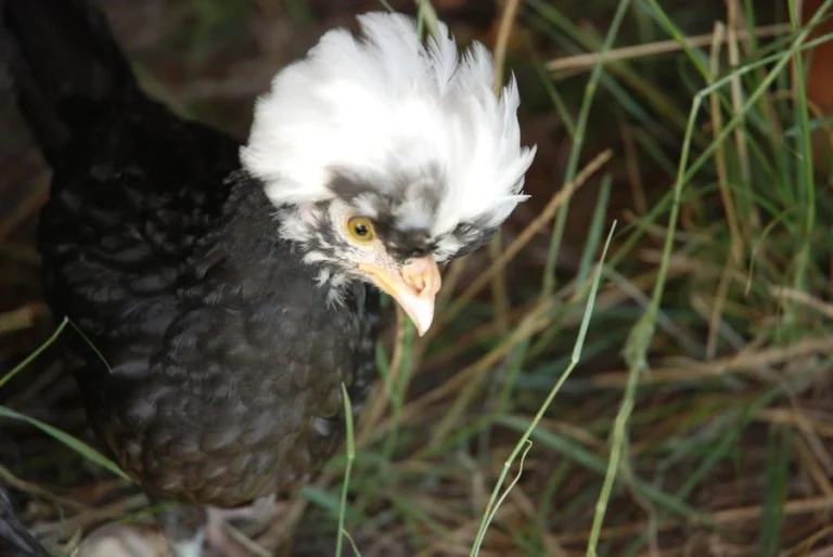 crested polish chickens for sale - Image 4