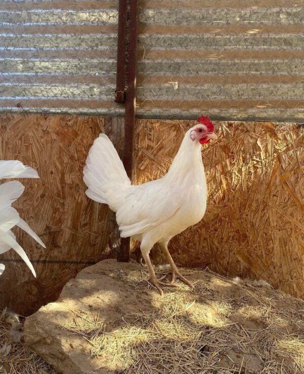 White Claret Pullet for Sale