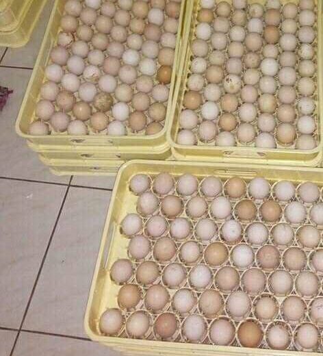 White Kelso Hatching Eggs for Sale