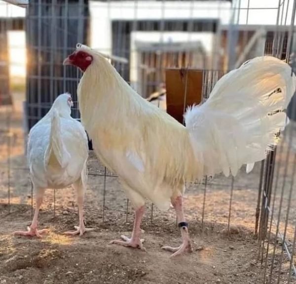White Kelso Pair - Image 2