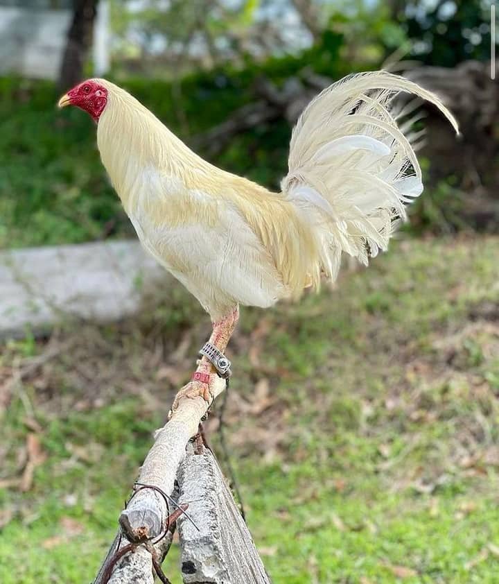 White Kelso Stag for sale