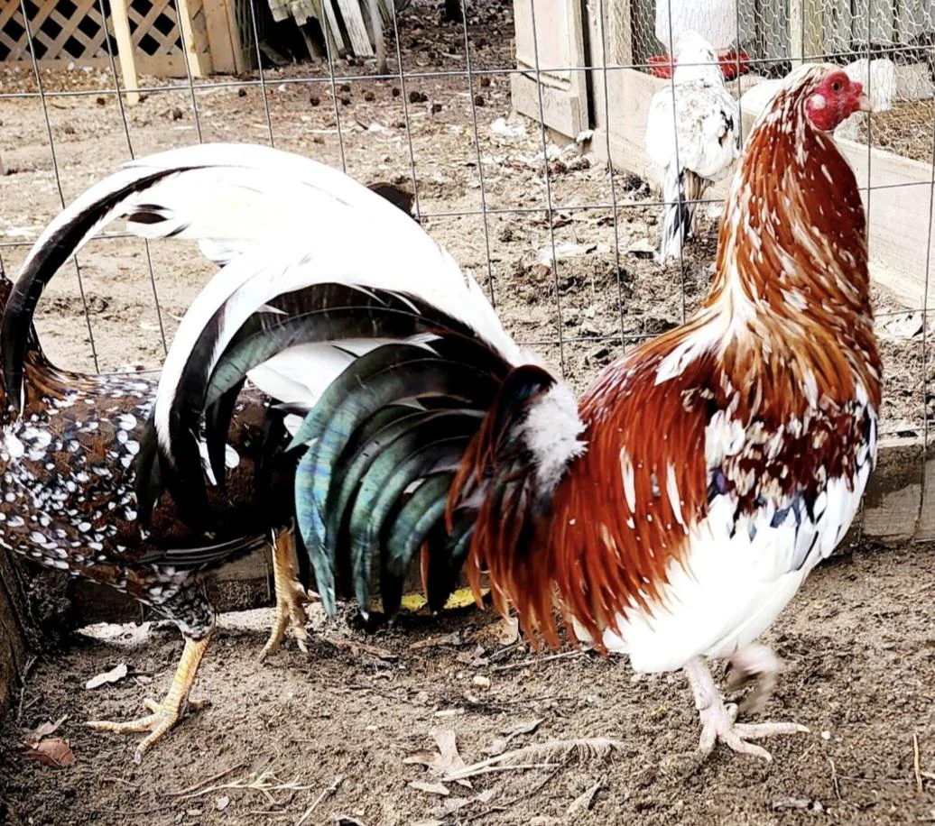 whitehackle game roosters for sale - Image 3