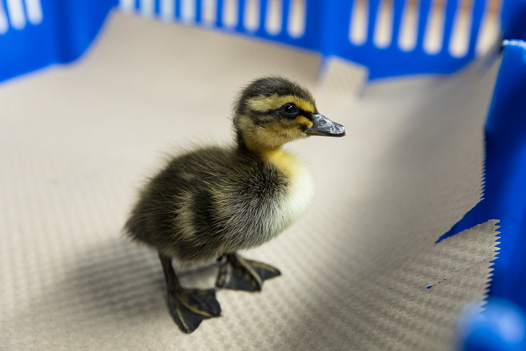 2-Week-Old Female Rouen Ducklings For Sale